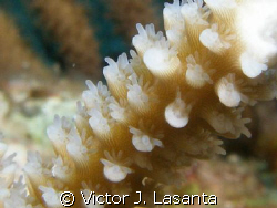 acropora cervicornis in break down reef at parguera area!!! by Victor J. Lasanta 